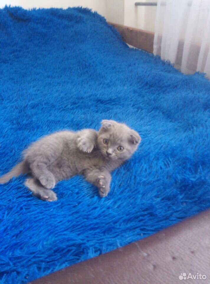 Шотландские - голубые котята купить на Зозу.ру - фотография № 3