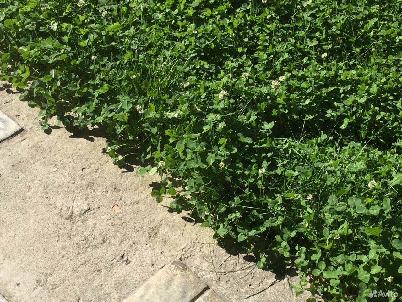 Свежескошенная трава, клевер купить на Зозу.ру - фотография № 3