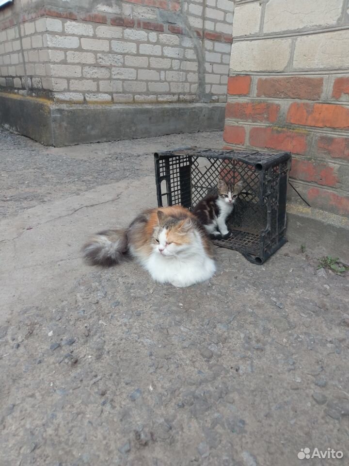 Котята в хорошие руки купить на Зозу.ру - фотография № 2