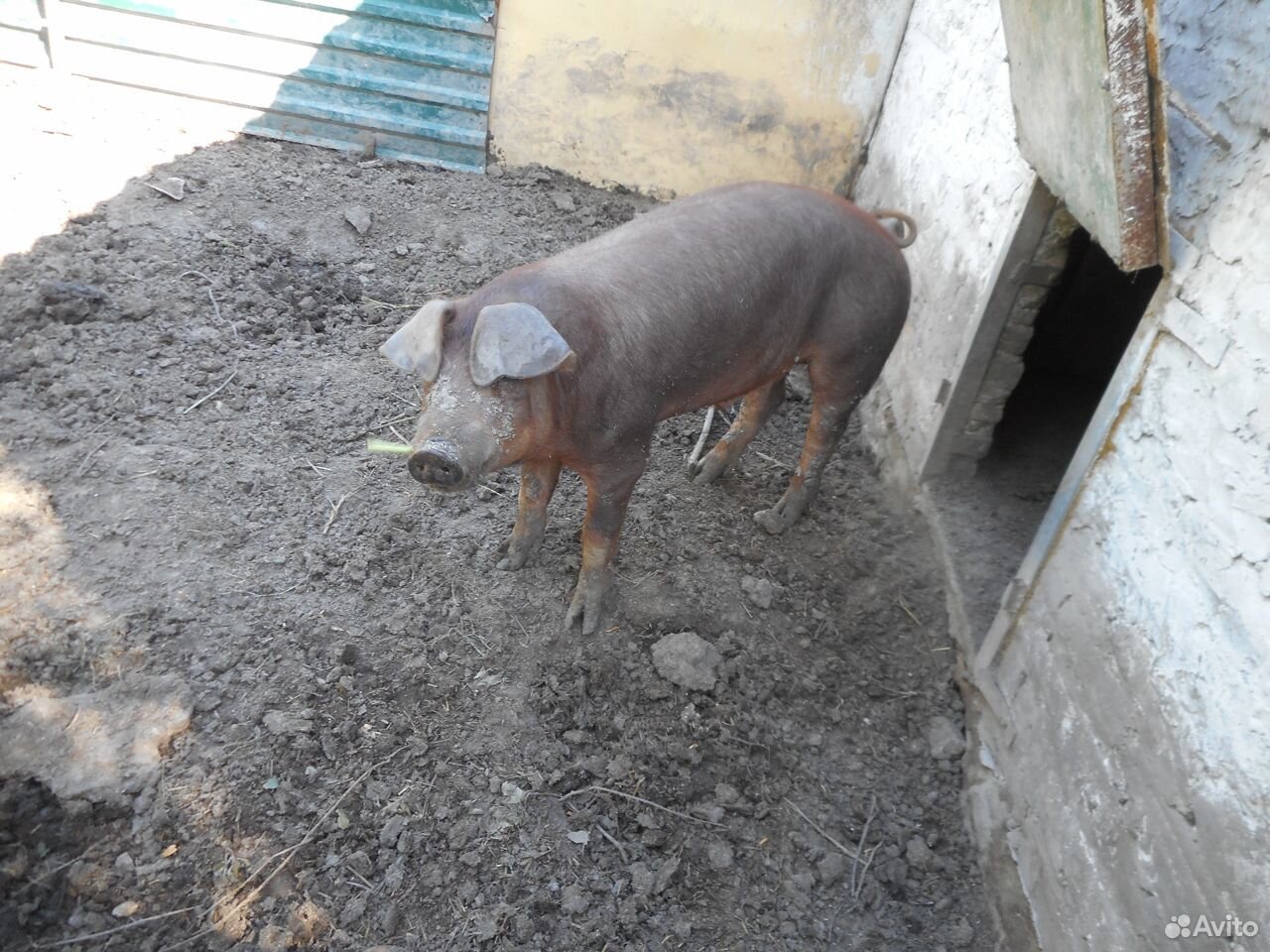 Хрячок и свинки- порода дюрок, свиньи на мясо купить на Зозу.ру - фотография № 5