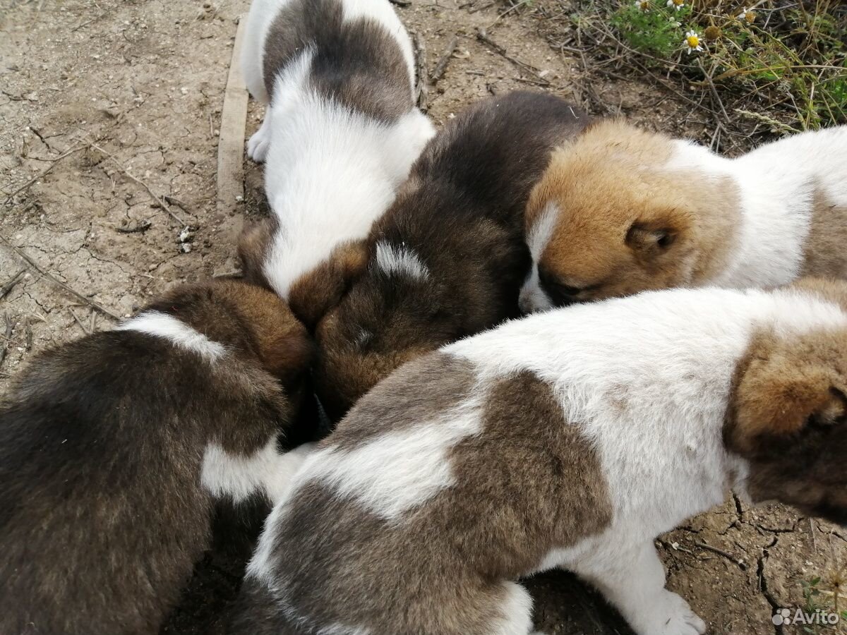 Продам щенков Алабая-Среднеазиатская овчарка купить на Зозу.ру - фотография № 4