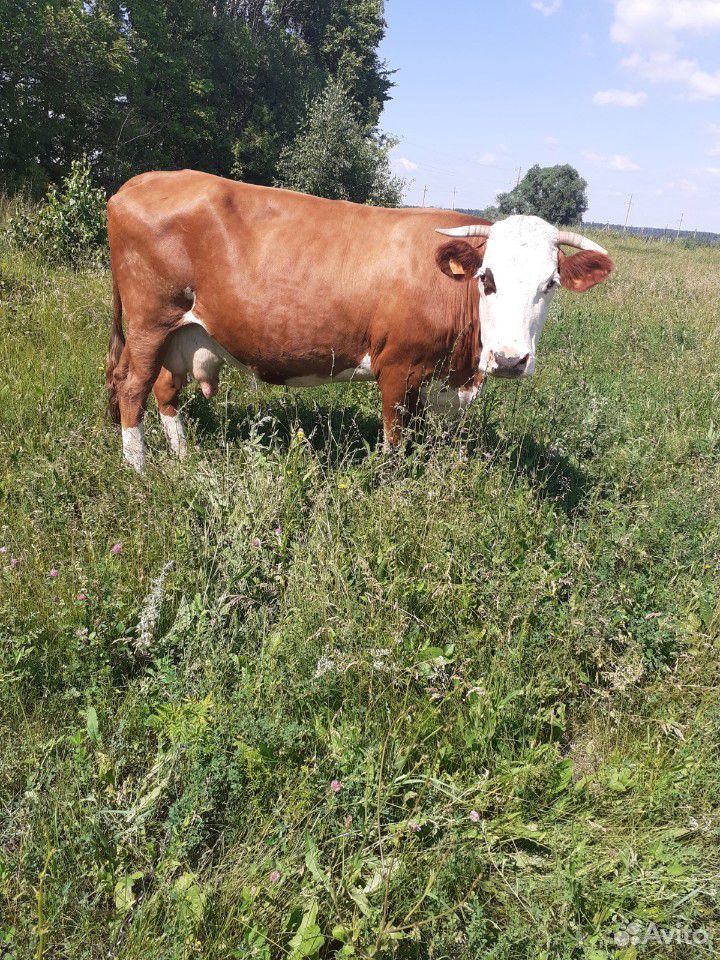 Корова,стельная с 6 телком,отёл в феврале купить на Зозу.ру - фотография № 2