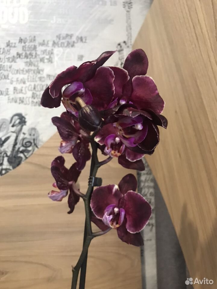 Орхидея фаленопсис купить на Зозу.ру - фотография № 5