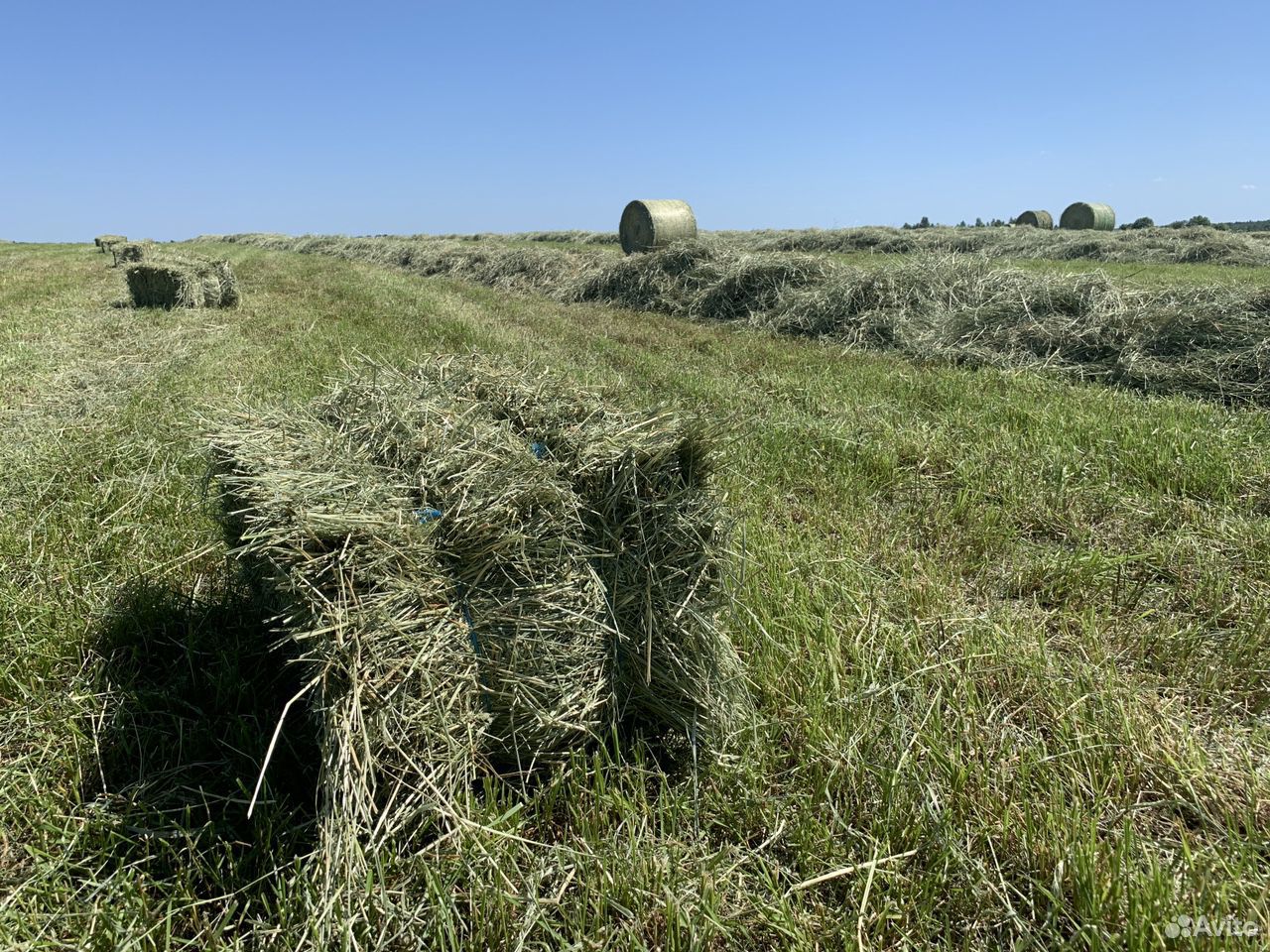Сено сеяных трав 2020 купить на Зозу.ру - фотография № 2