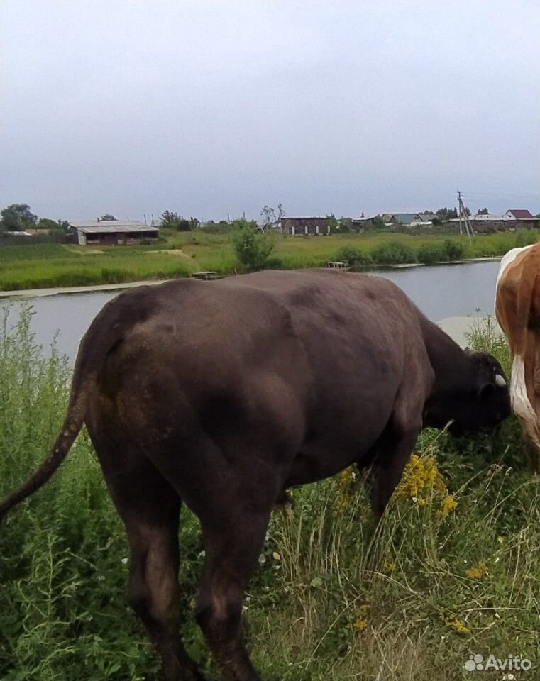 Корова, бык купить на Зозу.ру - фотография № 4
