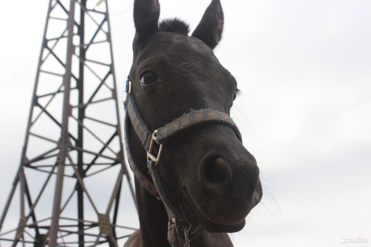 Арабо-пони купить на Зозу.ру - фотография № 4