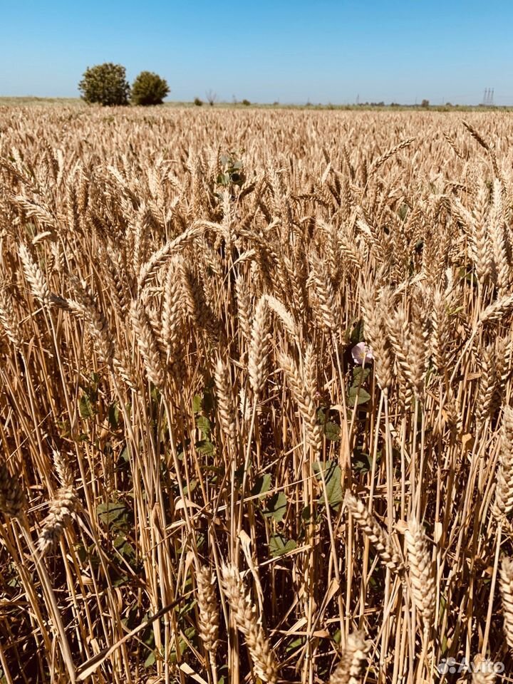 Пшеница 2020 купить на Зозу.ру - фотография № 3