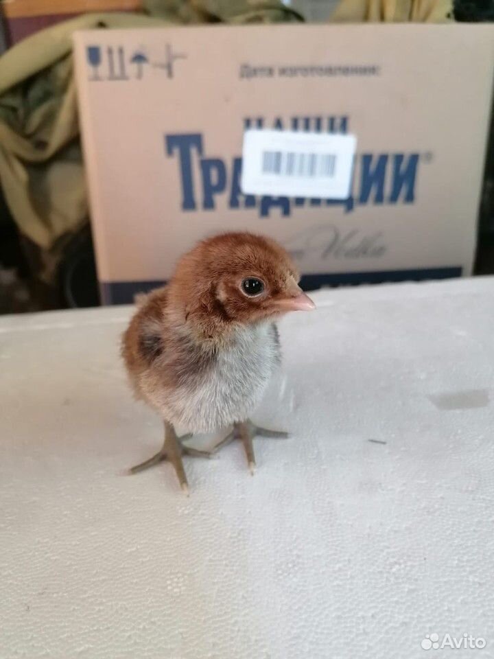 Цыпленок купить на Зозу.ру - фотография № 9