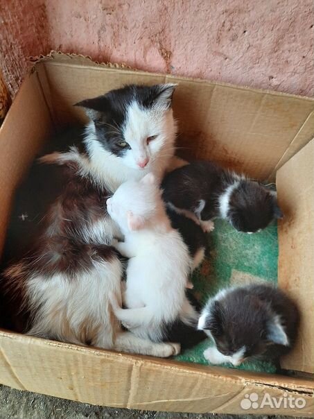 Кошки с котятами купить на Зозу.ру - фотография № 2
