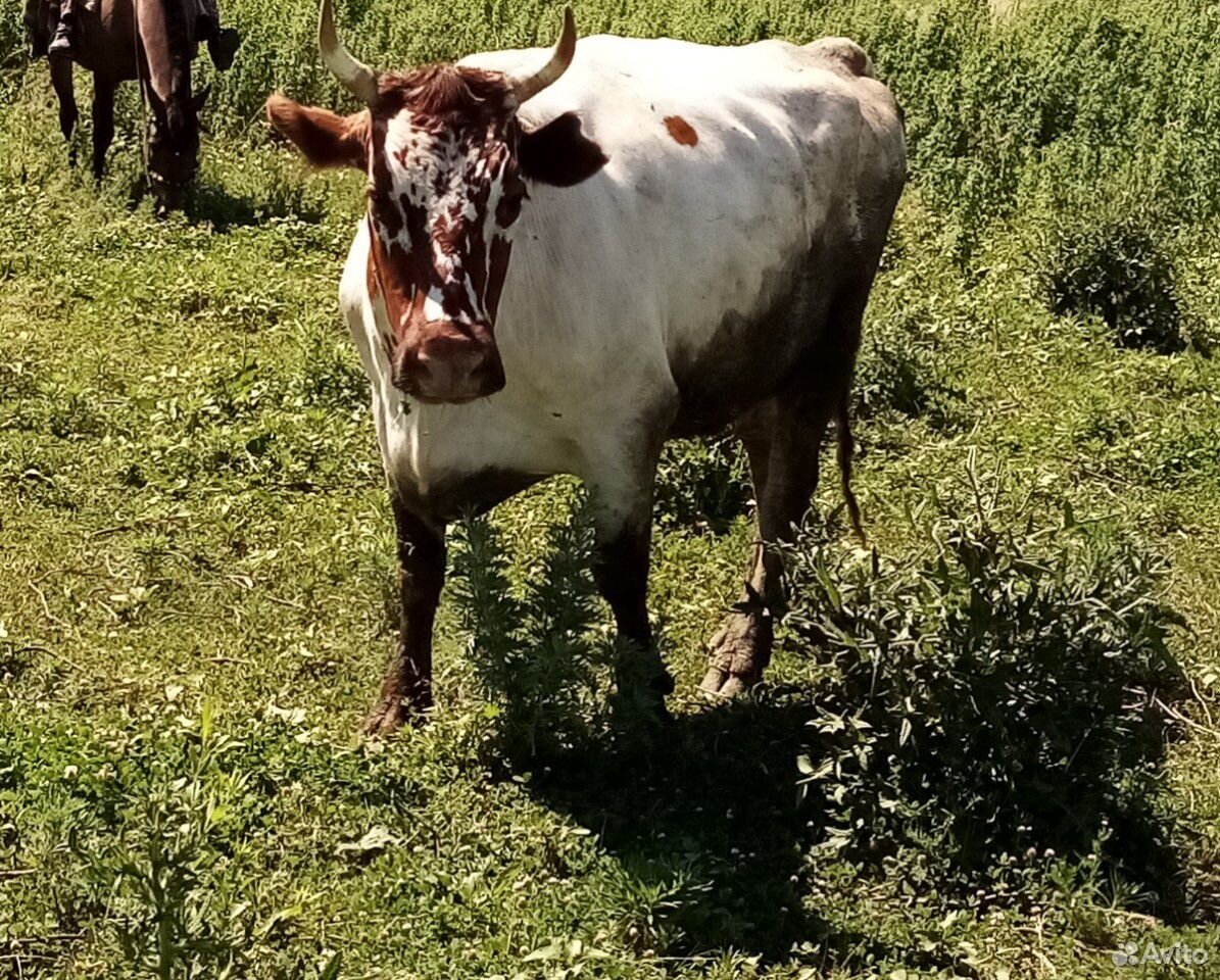 Коровы подсосные с телятами купить на Зозу.ру - фотография № 8