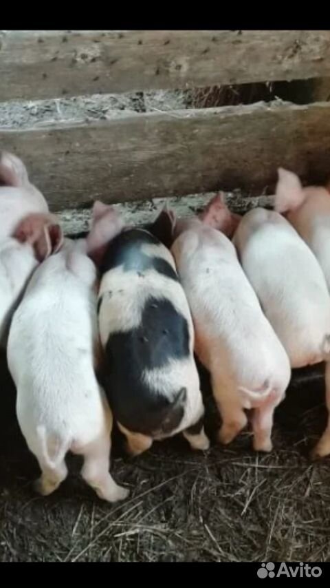 Вьетнамские свиньи купить на Зозу.ру - фотография № 1