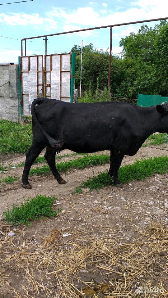 Коровы дойные купить на Зозу.ру - фотография № 4