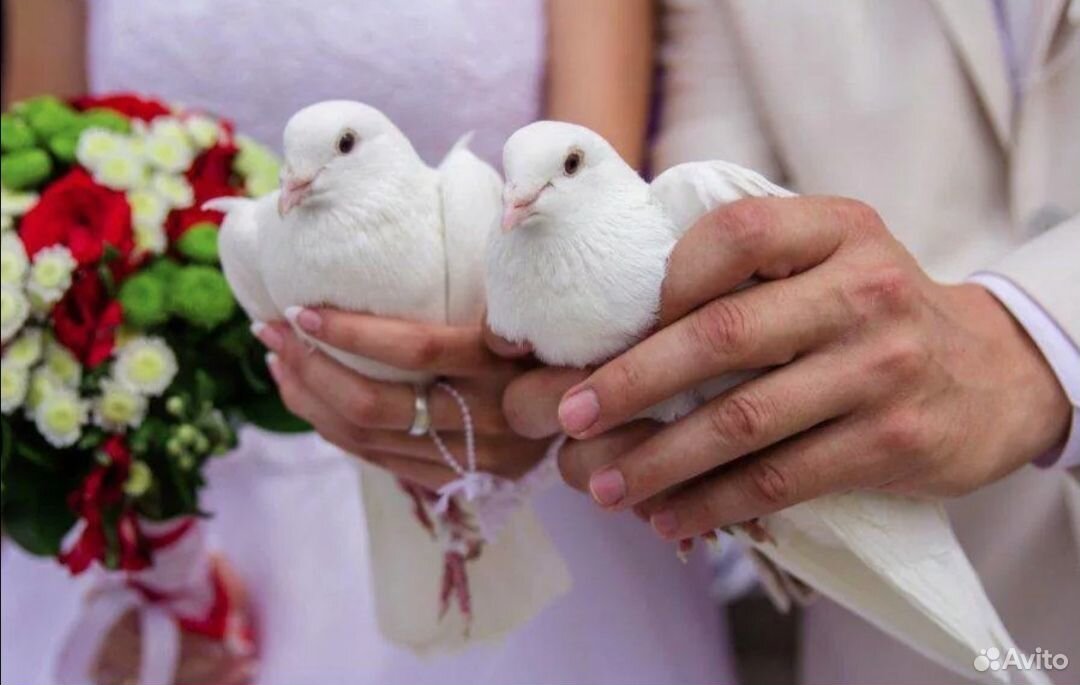 Голуби белые на свадьбу купить на Зозу.ру - фотография № 1