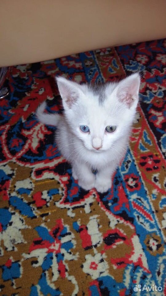Котенок с разными глазками купить на Зозу.ру - фотография № 3