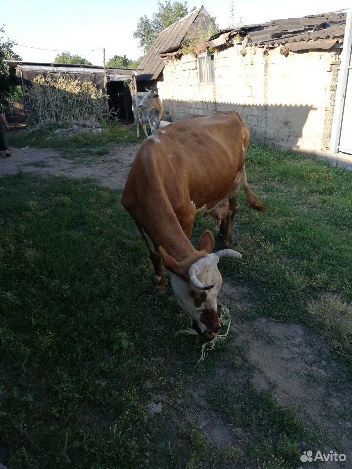 Корова на мясо купить на Зозу.ру - фотография № 7