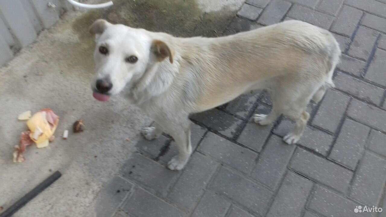 Собачка молодая купить на Зозу.ру - фотография № 2