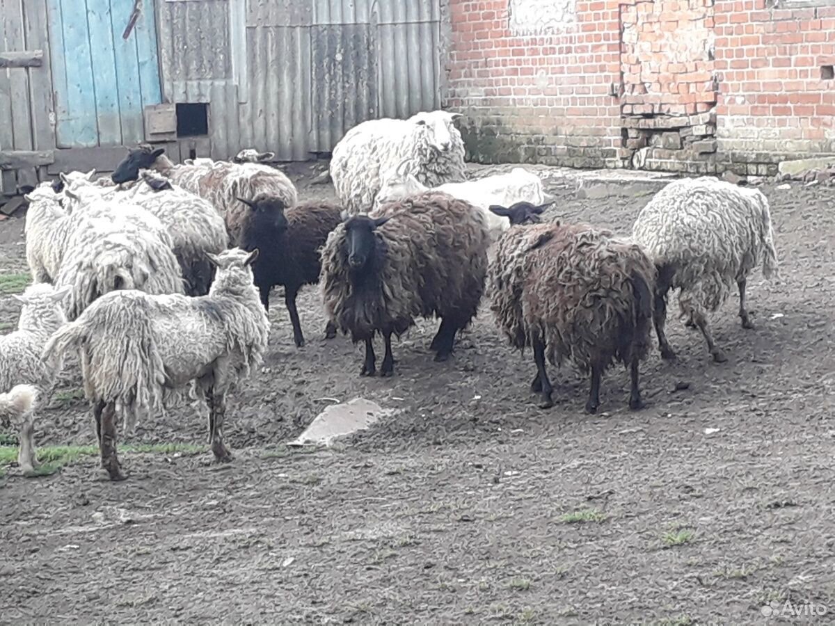 Овцы, тёлки купить на Зозу.ру - фотография № 4