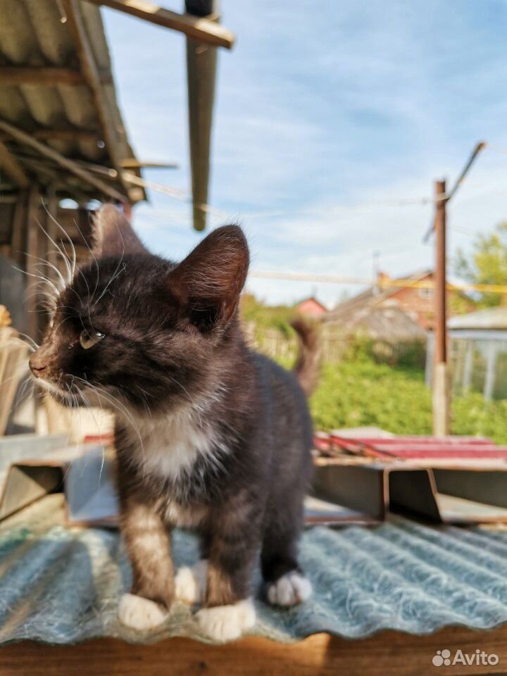 Кошечка(1.5 месяца) купить на Зозу.ру - фотография № 2