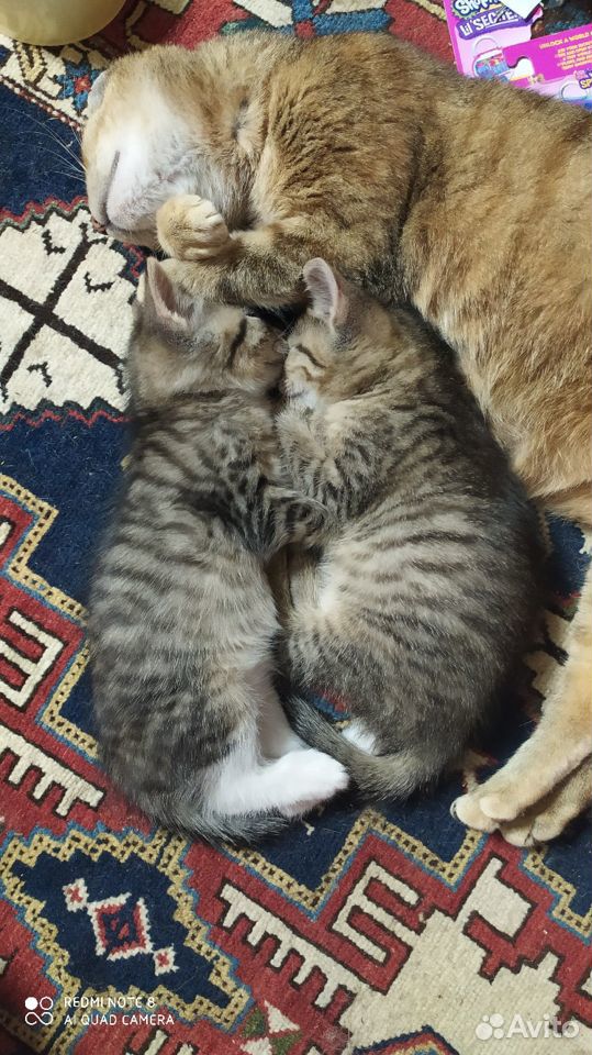 Котята ищут семью,рождены 19 мая купить на Зозу.ру - фотография № 1