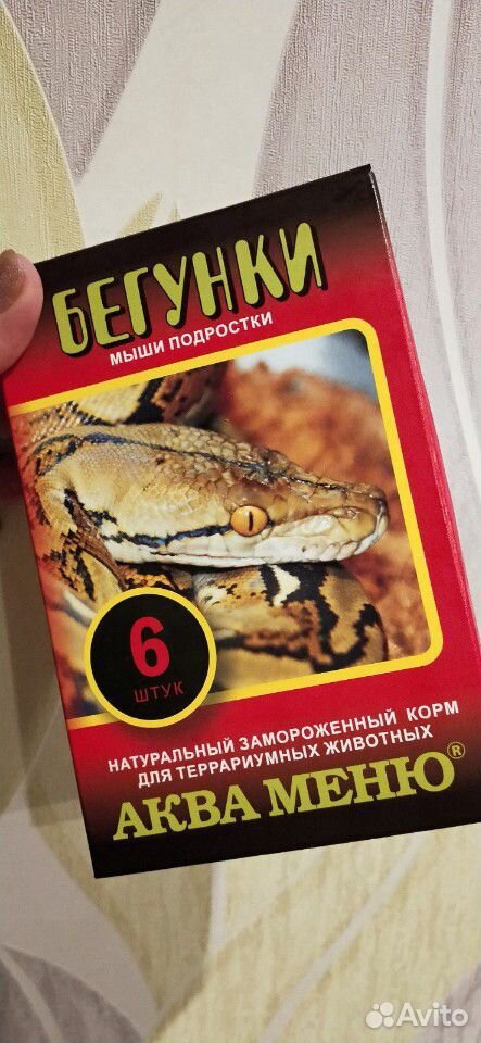 Маисовый полоз змея купить на Зозу.ру - фотография № 5