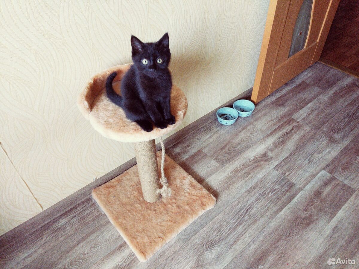 Черный котенок купить на Зозу.ру - фотография № 5