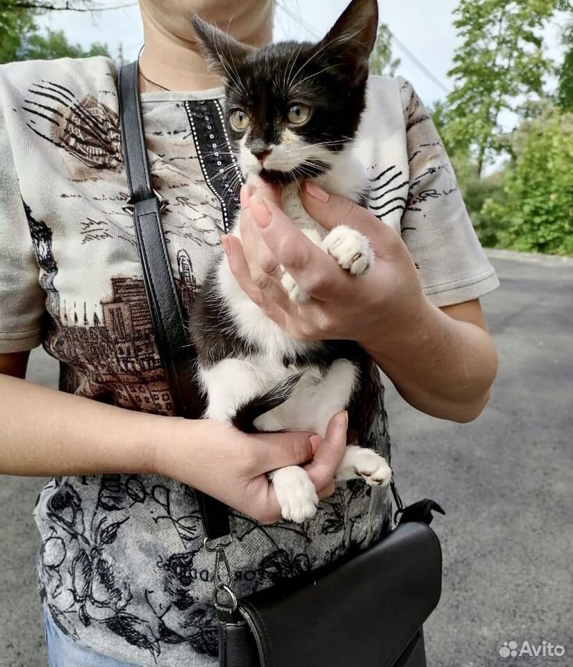 Котёнок, оставленный в магазине ищет дом купить на Зозу.ру - фотография № 3