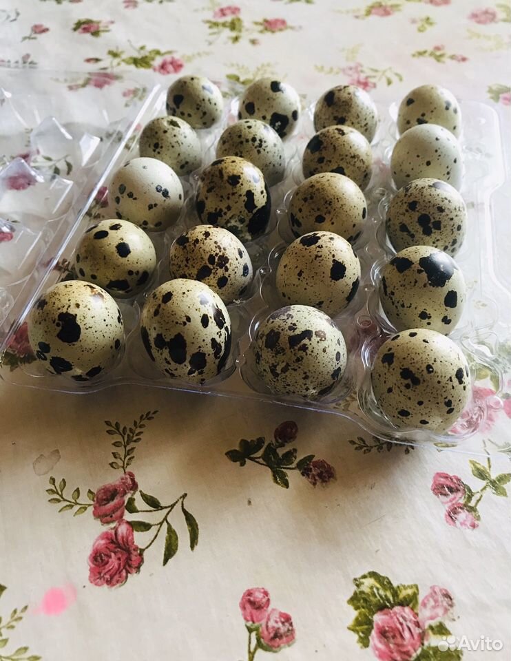 Яйца перепелиные столовое и инкубационное купить на Зозу.ру - фотография № 1