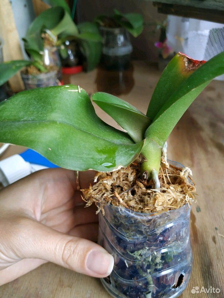 Орхидея фаленопсис Олу купить на Зозу.ру - фотография № 1