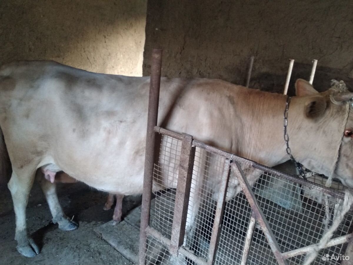 Корова с телеком купить на Зозу.ру - фотография № 2
