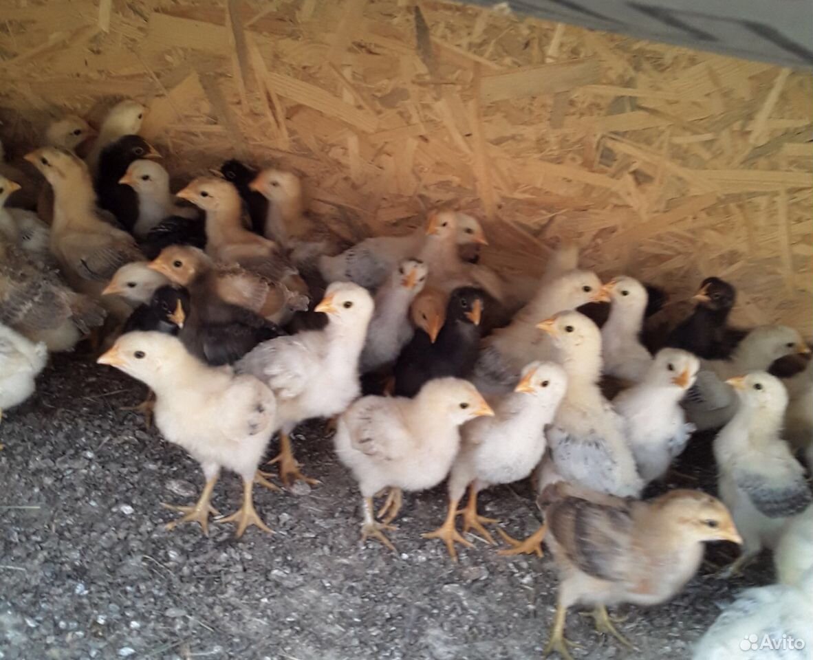 Продам цыплят, двухнедельные купить на Зозу.ру - фотография № 3