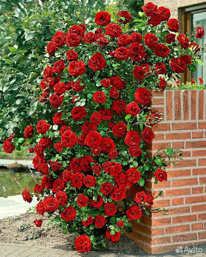 Плетистая роза (Красная набивная) купить на Зозу.ру - фотография № 4