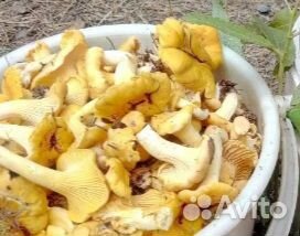 Лисички грибы купить на Зозу.ру - фотография № 1
