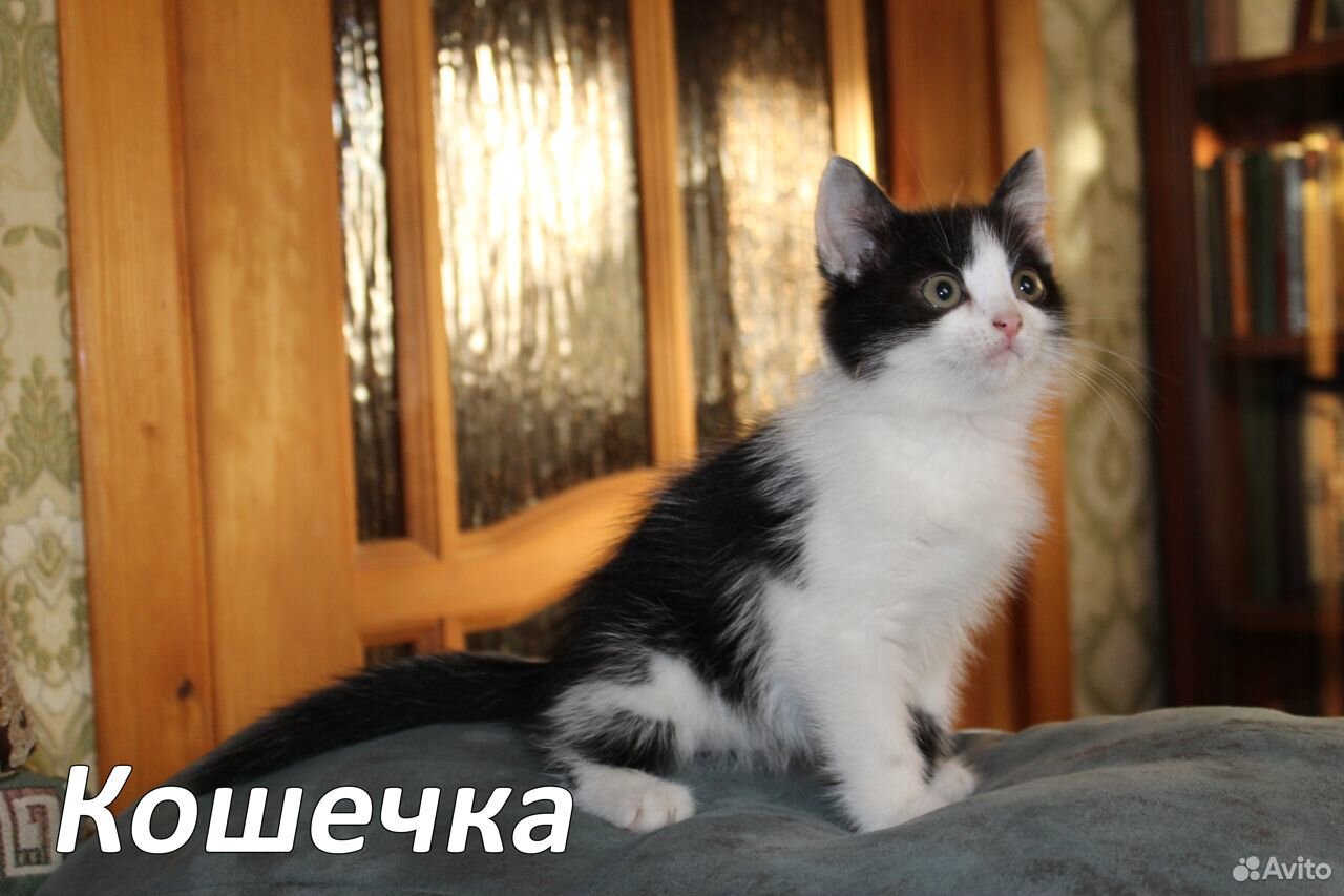 Красивые котята ищут хозяев купить на Зозу.ру - фотография № 1