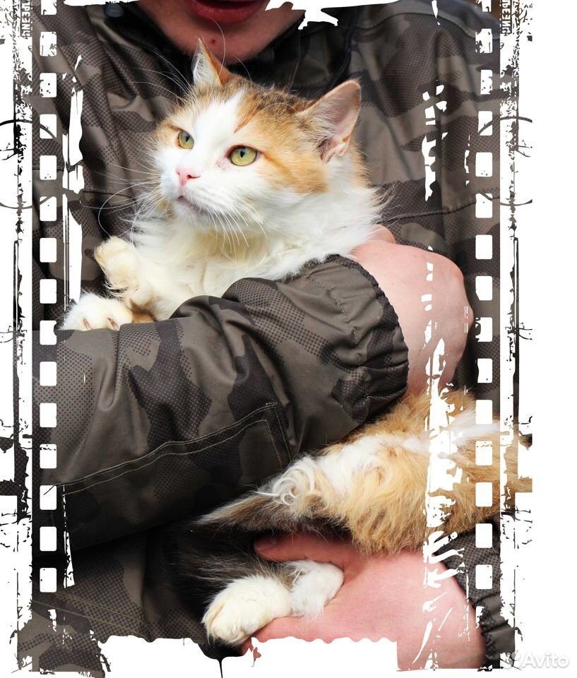 Кошка Мая купить на Зозу.ру - фотография № 2