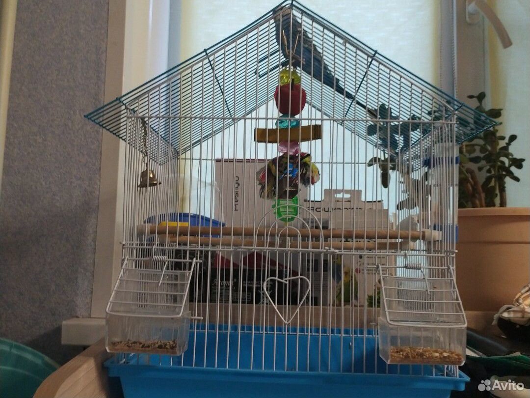 Волнистый попугай купить на Зозу.ру - фотография № 2