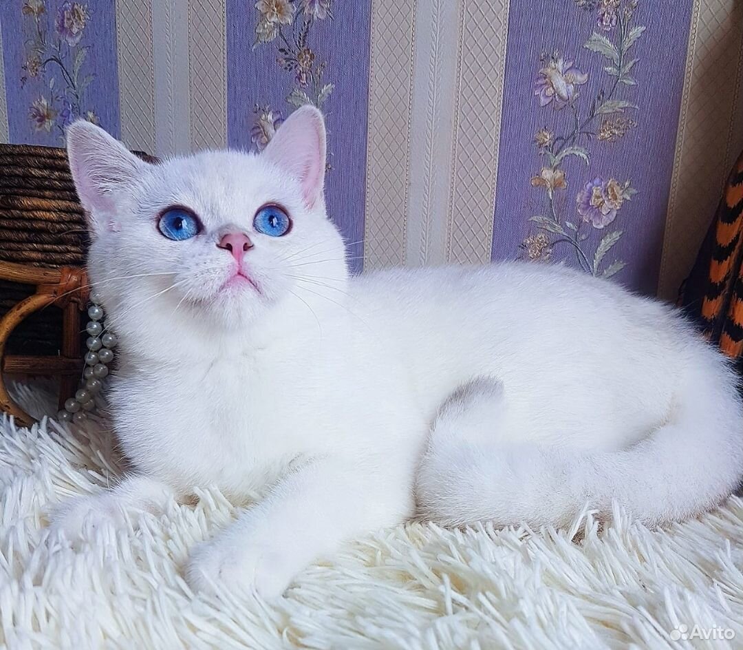 Великолепный плюшевый котик с сапфировыми глазами купить на Зозу.ру - фотография № 10