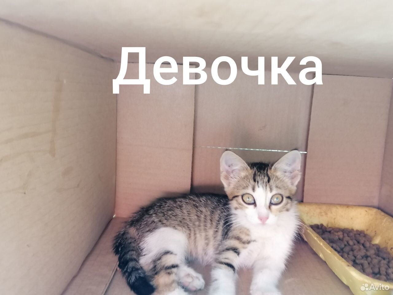 Котята на грани жизни и смерти купить на Зозу.ру - фотография № 1
