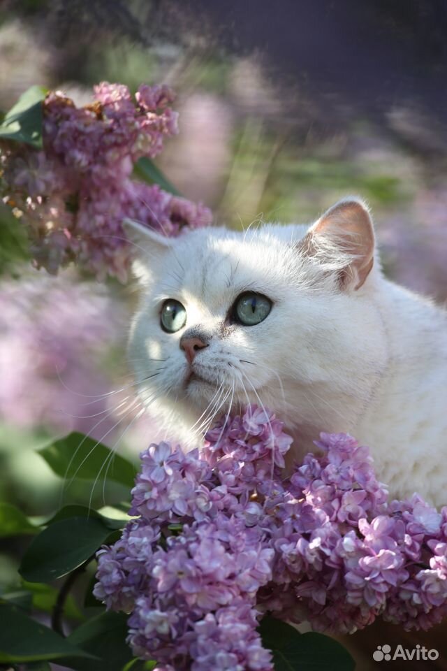 Британский кот серебристая шиншилла.Вязка купить на Зозу.ру - фотография № 2
