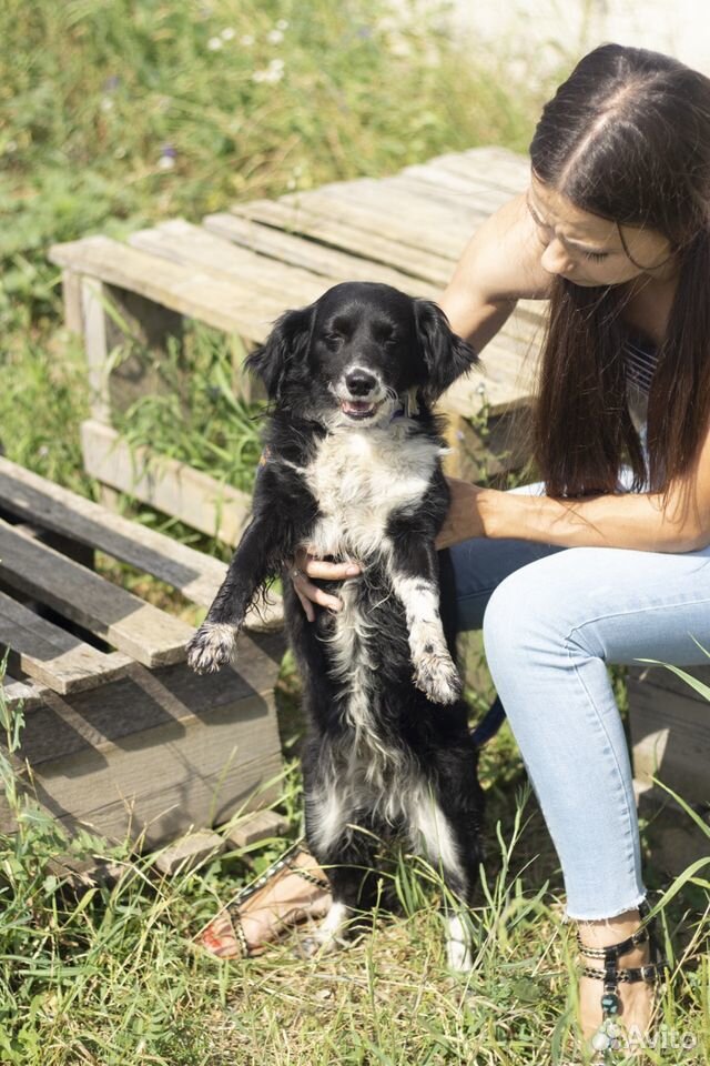 Ищет дом мелкая собачка Боня купить на Зозу.ру - фотография № 3