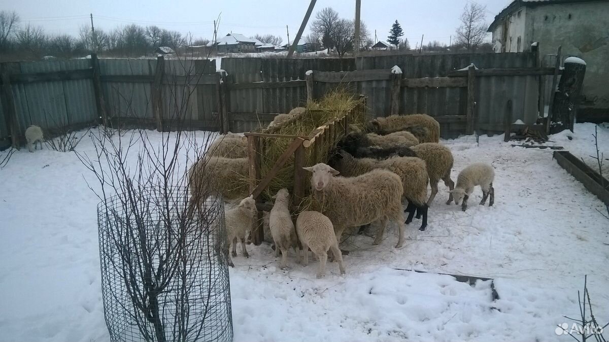 Овцы на племя купить на Зозу.ру - фотография № 1
