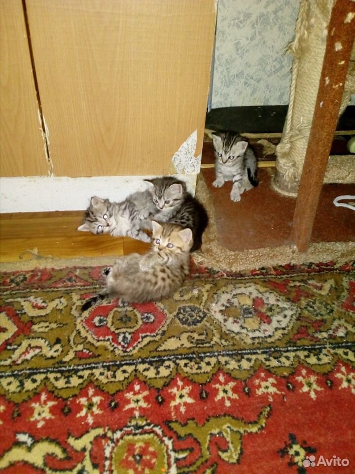 Шотландские котята купить на Зозу.ру - фотография № 2