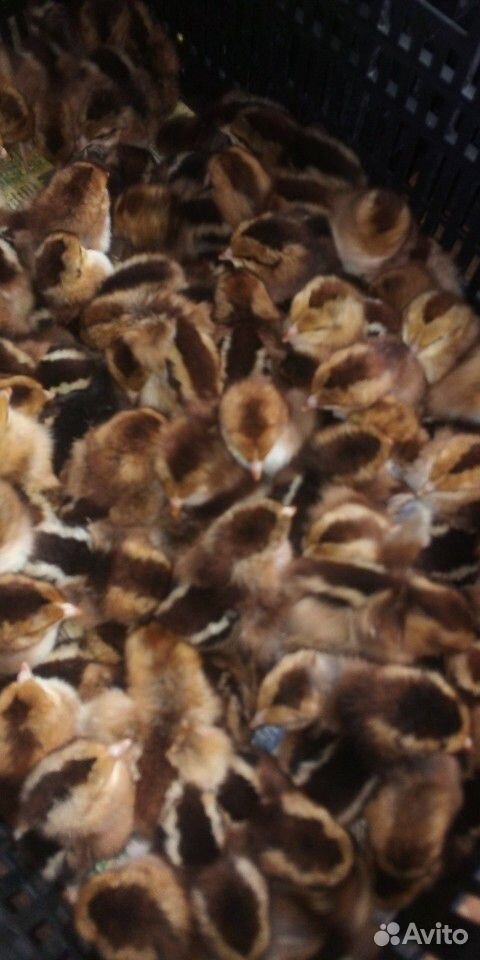 Цыплята суточные,есть лохмоногие купить на Зозу.ру - фотография № 2