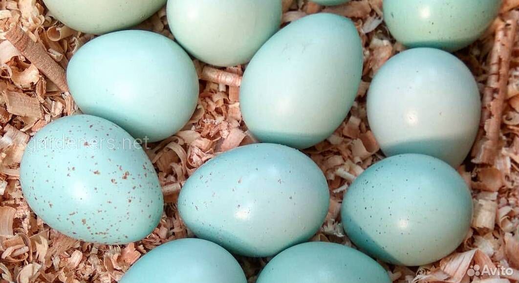 Инкубационное яйцо Селадон купить на Зозу.ру - фотография № 1