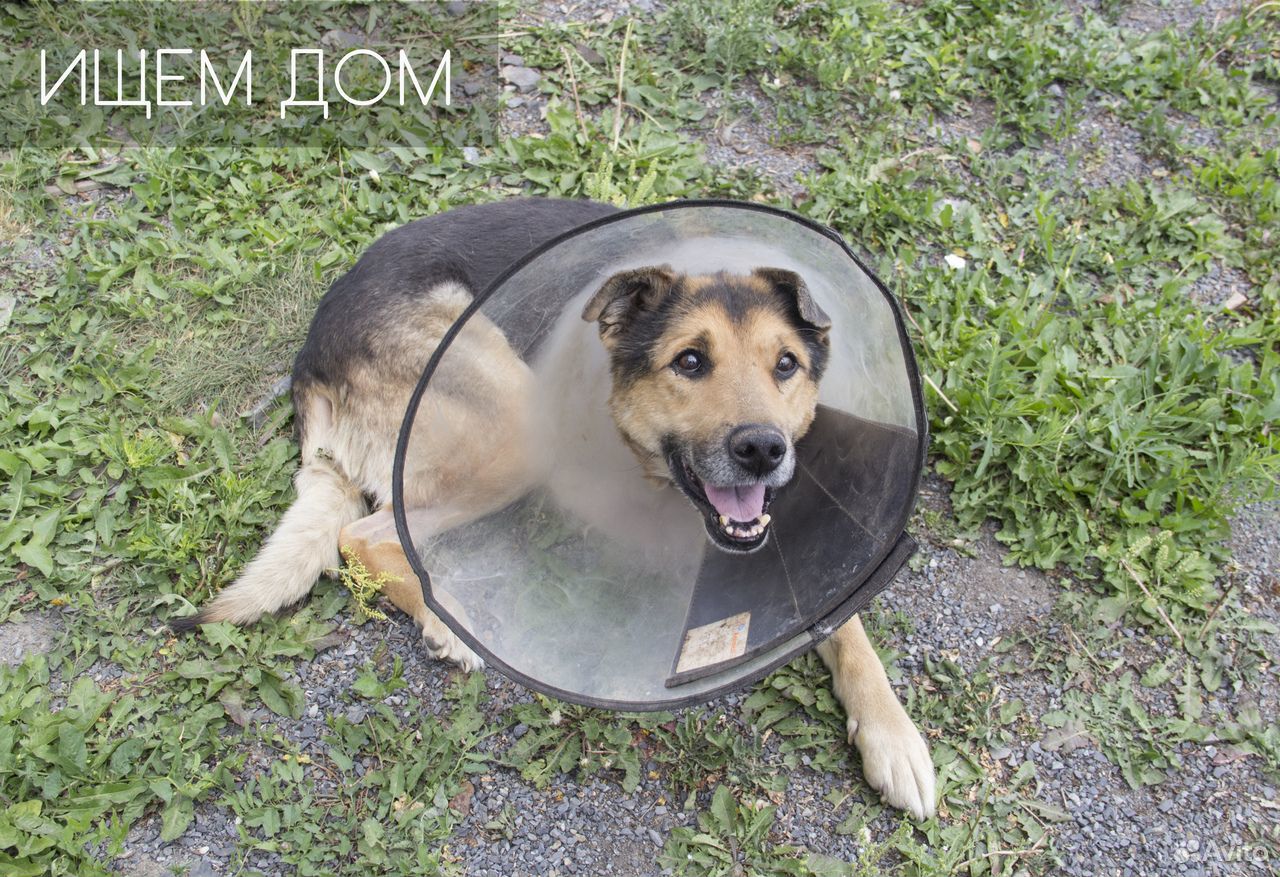 Трехлапый пёс Малыш надеется найти дом купить на Зозу.ру - фотография № 2