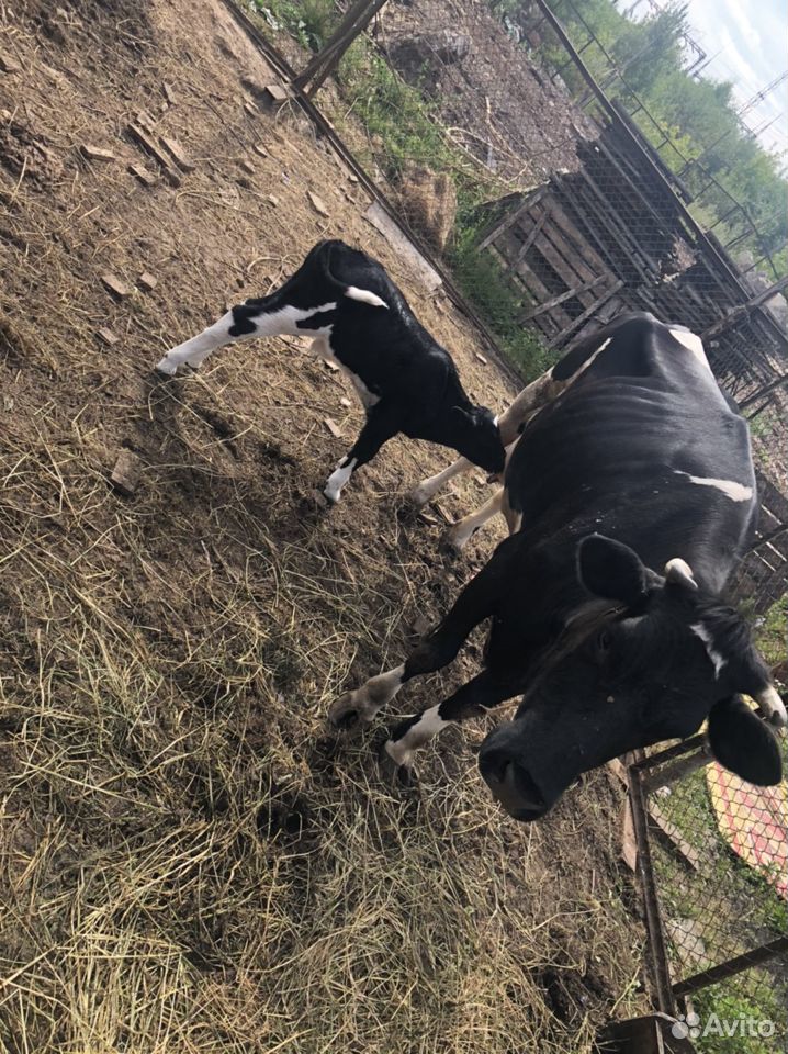 Продам корову и телёнка купить на Зозу.ру - фотография № 2