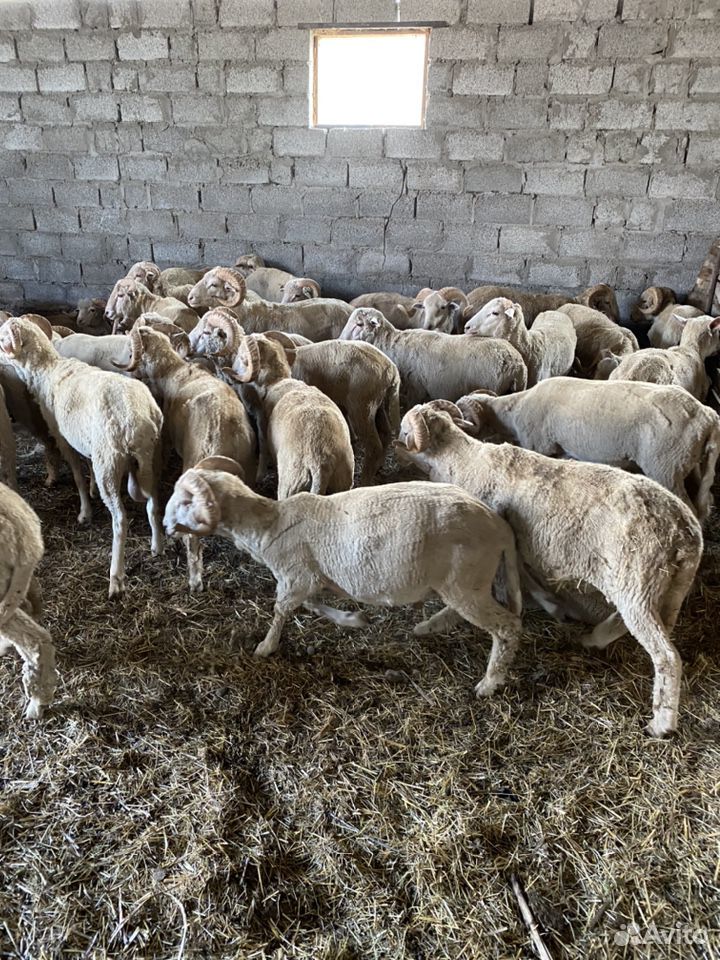 Бараны овцы купить на Зозу.ру - фотография № 5
