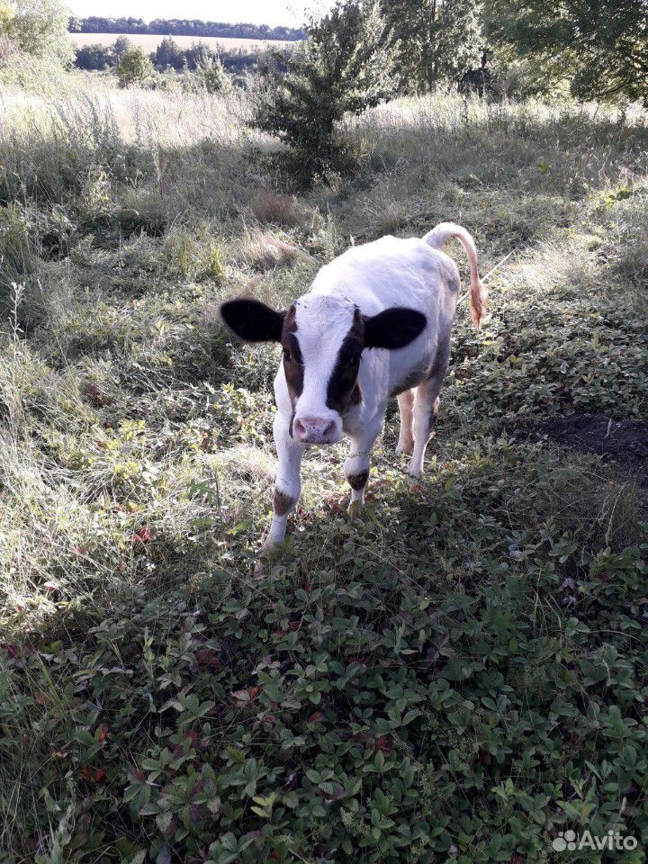 Корова+телка купить на Зозу.ру - фотография № 4