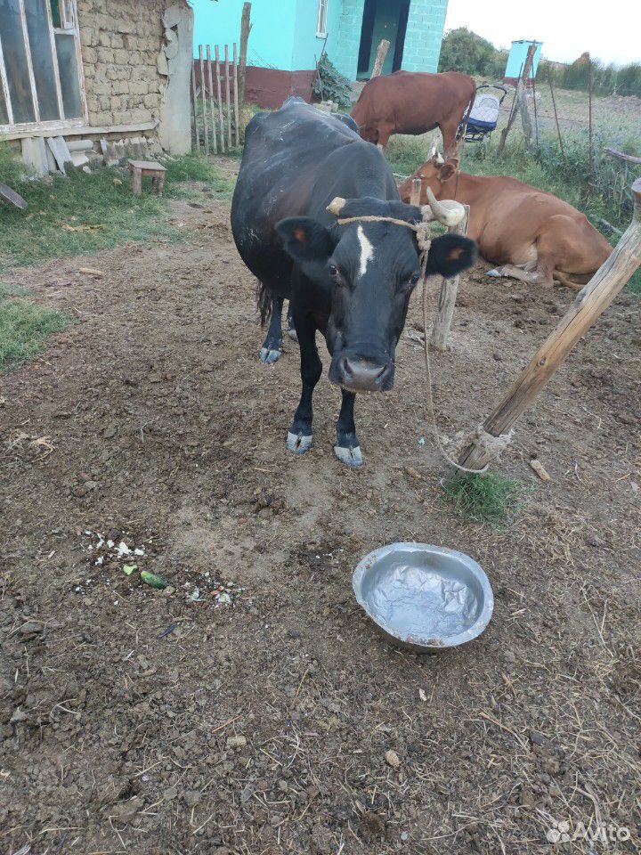 Продаеться корова купить на Зозу.ру - фотография № 1