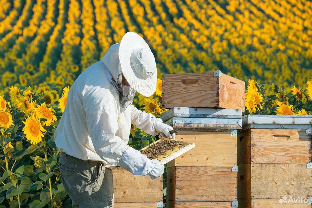 Поле подсолнечника для постановки пчел купить на Зозу.ру - фотография № 1