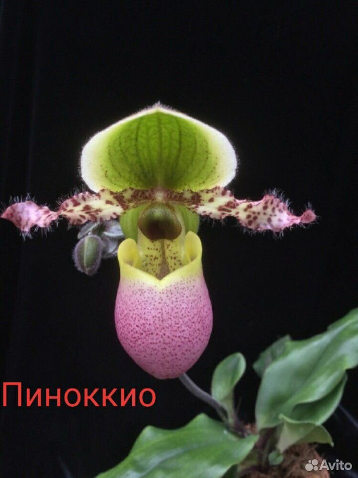 Орхидея Пафиопедилум, башмашчок купить на Зозу.ру - фотография № 1
